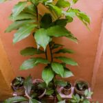 Alphonso Mango Plant (Hapus)12