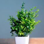 Alphonso Mango Plant (Hapus) 2